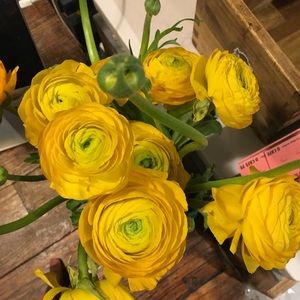 Meet your Posher, Momo